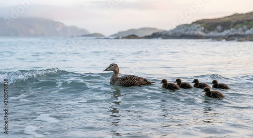 Common eider duck swimming with her ducklings in the ocean waves