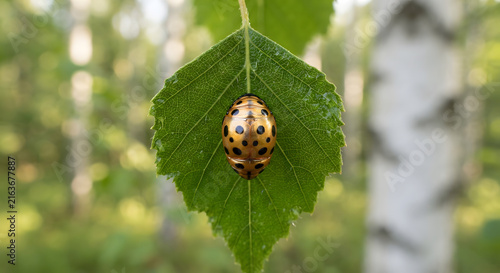 A golden ladybug pupa resting on a green birch leaf in the forest