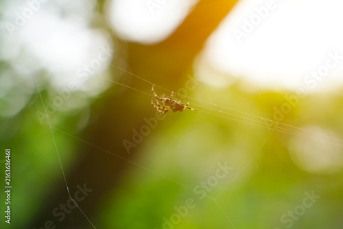 Spider weaves a web among the trees