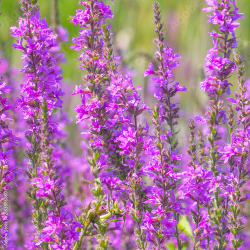 Purple loosestrife flowers blooming in a meadow