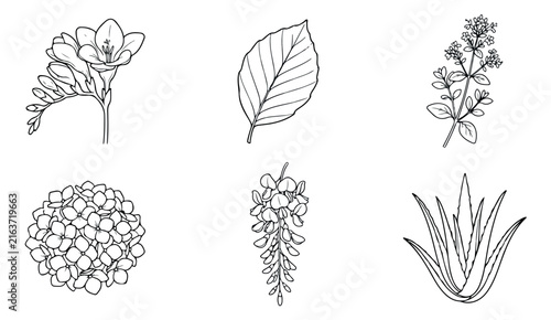 Hand-drawn botanical line art set, 6 minimalist floral vector icons. Black and white wildflower sketches for wedding invitations and branding.