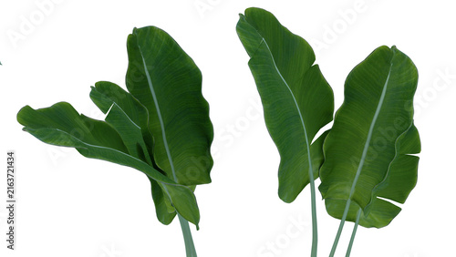 Canvastavla Isolated cluster of fresh green banana leaves 3D render element for botanical co