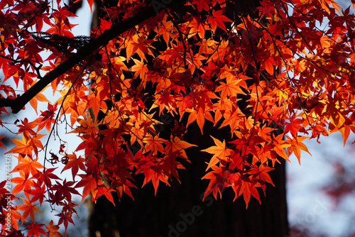 Bright red autumn maple leaves at a temple in Kyoto