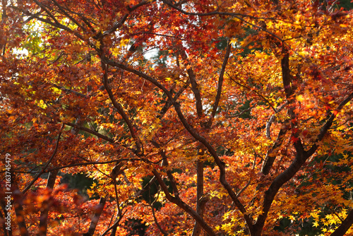 Bright red autumn maple leaves at a temple in Kyoto