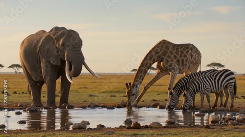 Elephant, Giraffe, and Zebra peacefully drinking water together at an African savanna watering hole during golden hour