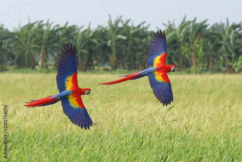 Foto Beautiful scarlet macaws are flying over the green rice fields in the evening