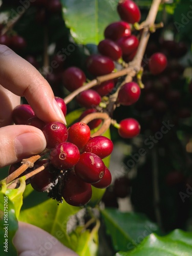 Coffee beans ripening on a tree