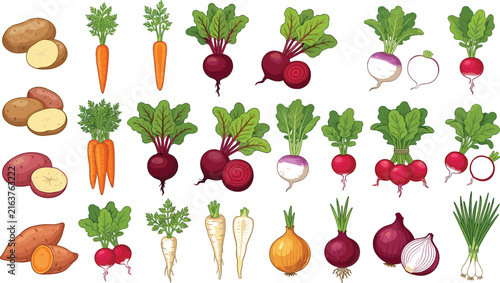 Fresh farm root vegetables vector illustration set with potatoes, carrots, beets, onions, and radishes for healthy cooking recipes and grocery store packaging.