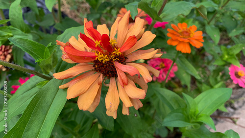 Canvastavla The Common Zinnia flower.