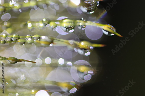 Konstfotografi A stunning macro photograph capturing countless dew drops or raindrops clinging to slender, green plant stems or thin blades of grass