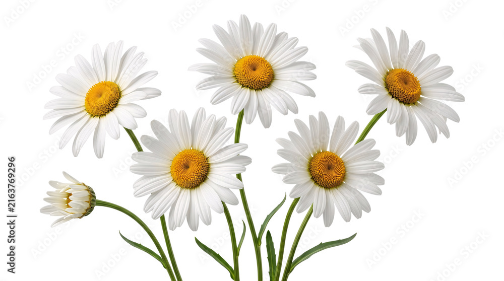 Obraz premium Five white daisy flowers with yellow centers and isolated on png transparent background