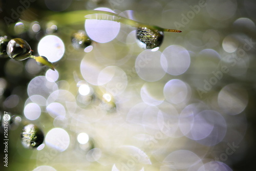 Konstfotografi A stunning macro photograph capturing countless dew drops or raindrops clinging to slender, green plant stems or thin blades of grass