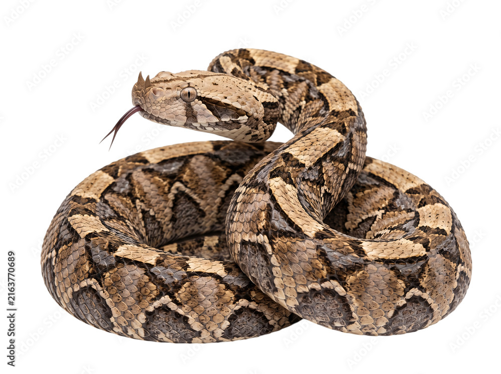 Obraz premium Viper snake coiled with forked tongue flicking on isolated on png transparent background