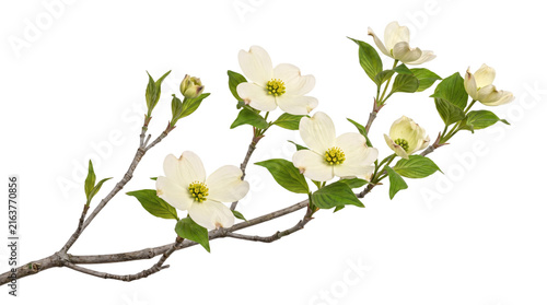 Obraz na plátně White dogwood blossoms and branches on transparent isolated on png transparent b