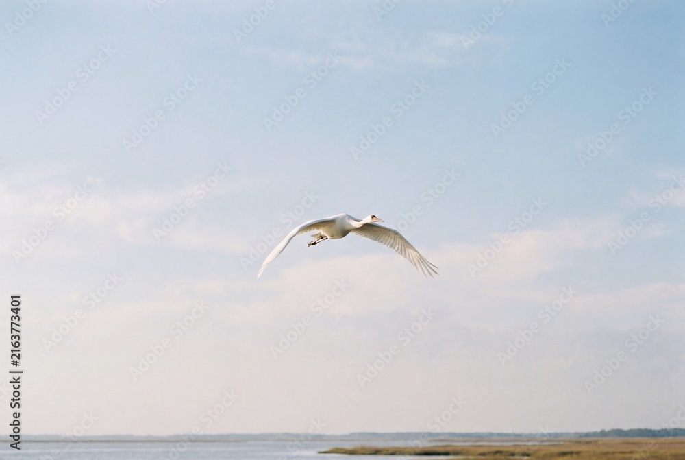Naklejka premium White crane flying over blue sky in nature landscape