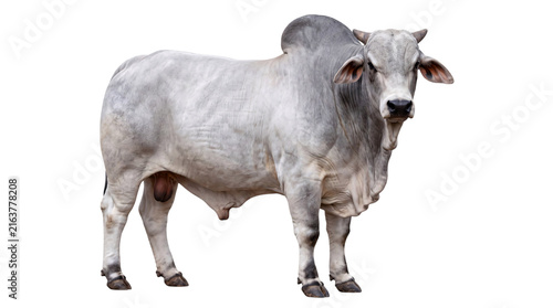 Canvastavla Gray brahman bull standing sideways against a black png isolated on transparent