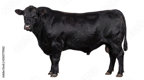 Canvastavla Muscular black angus bull standing proudly on a black png isolated on transparen
