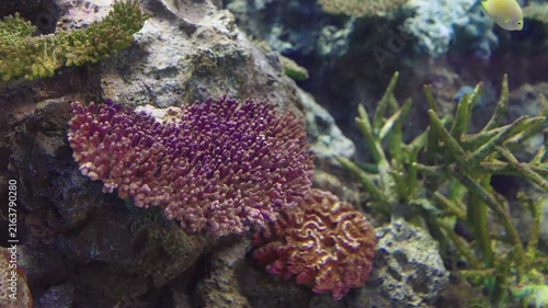 Vibrant underwater scene featuring purple acropora coral and diverse marine life. Tropical fish swim among rocky formations and colorful coral species in a healthy ocean reef ecosystem.
