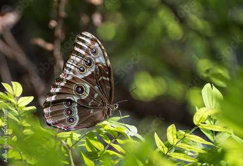 Blue Morpho butterfly (Morpho menelaus) resting on leaves in tropical environment. Underside view of the wings. 