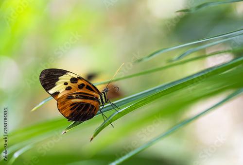 Tiger Longwing butterfly (Heliconius ismenius) perched on leaves. Natural green background with copy space.