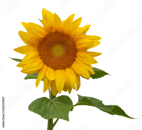 Beautiful yellow sunflower blooming in summer. Closeup. Isolated on transparent background. 