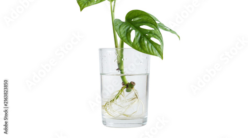 Monstera adansonii plant cutting with roots in glass of water. Tropical houseplant propagation. Swiss cheese plant indoor gardening. isolated PNG with Transparent Background