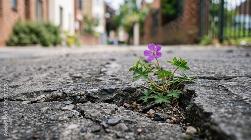 Small purple flower growing resiliently through a crack in rough asphalt pavement, symbolizing hope, strength, urban nature, and the power of life overcoming adversity in a city