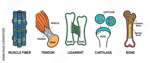 Human Anatomy: Muscle, Tendon, Ligament, Cartilage, Bone Illustrations