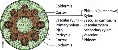 Plant Stem Cross Section Diagram