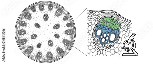 Plant Vascular Bundle Cross-Section and Magnified View