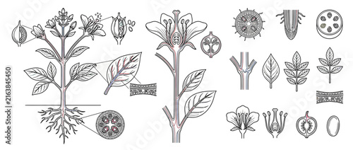 Botanical Plant Anatomy Scientific Illustration