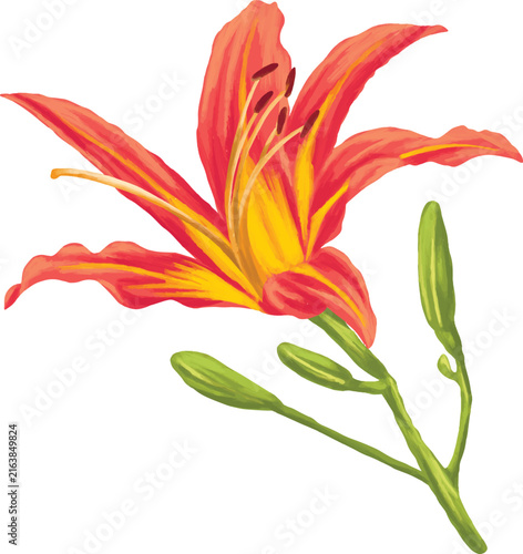 Botanical Painting Orange Lily Flower Watercolor Illustration