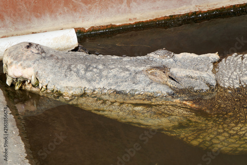 Фотография Extreme macro close-up of a crocodile head resting in water with sharp teeth and detailed scale texture