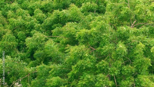 High angle view of lush green forest treetop canopy swaying in the breeze