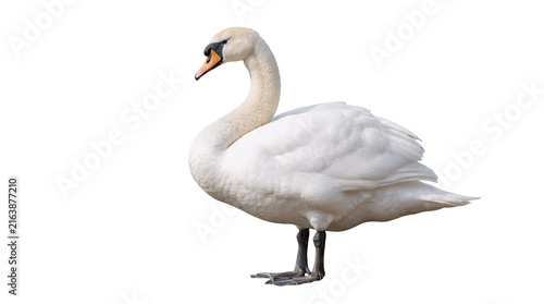 Foto Elegant white swan gracefully positioned against a solid black background
