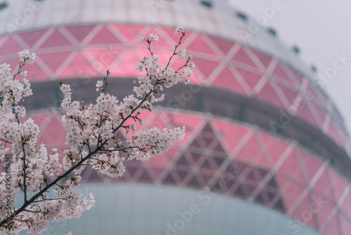 Photography Cherry blossom branch blooming against blurred Oriental Pearl Tower, Lujiazui, S