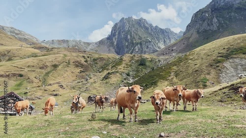 cows grazing in mountain valley landscape with peaks background