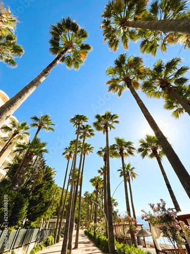 Fotografie Palm tree