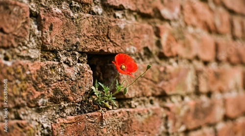Vibrant red poppy flower blooming through cracks in old weathered brick wall symbolizing resilience hope and new life in urban nature environment, spring season botanical closeup