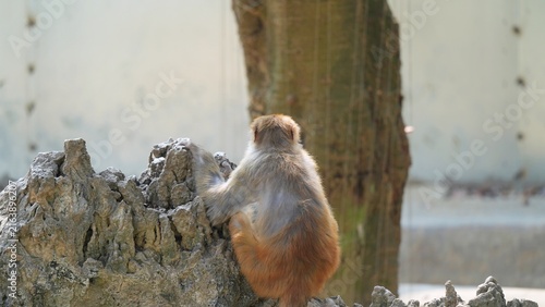 Photography back portrait of monkey sitting alone on the rocks in the afternoon