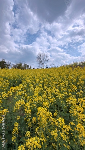 portrait of a field of yellow flowers in the afernoon during spring season, leafless tree branches in the far