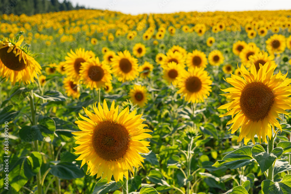 Fototapeta premium Field sunflower with flare light on the sun. Natural sunflower background