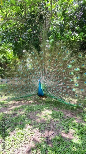 blue peacock dancing with pride in the park, iridescent color of bird feathers under the sun light, indian peafowl showing off in open nature