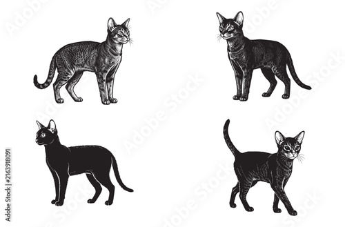 Engraving style abyssinian cat vector illustration set featuring realistic pet poses for animal lovers veterinary clinic branding feline theme projects or artistic wildlife design.