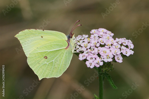 Принти на полотні Common brimstone butterfly (Gonepteryx rhamni) feeding on pink yarrow flower in