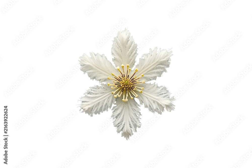 Obraz premium White layered flower with yellow center viewed from above