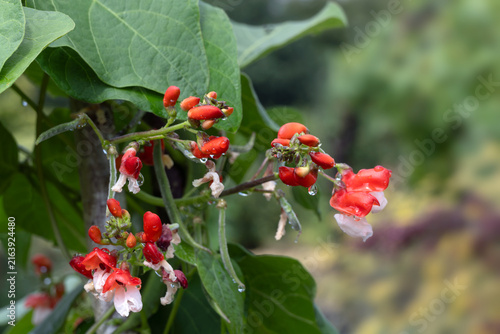 Картината върху платно Closeup of flowers of Runner Bean 'St George' in a vegetable garden in late summ