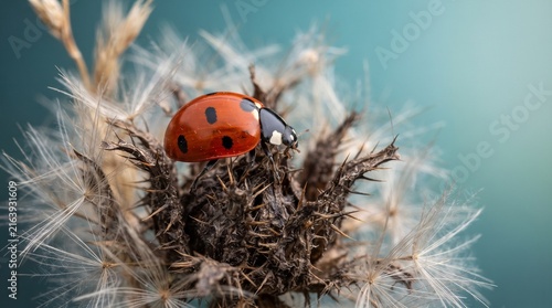 A vibrant red ladybug with black spots perched delicately on a fluffy, beige seed pod, surrounded by thin, wispy filaments. The scene is set against a soft, blurred teal background, evoking a serene n
