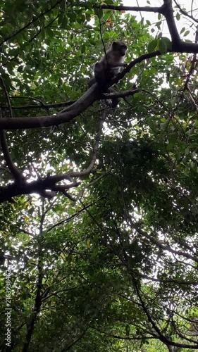 monkey on tree branches, little monkey looking around before walking around on branches