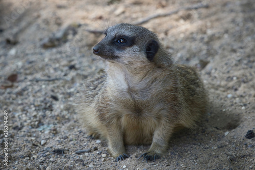 A alert meerkat, Suricata suricatta rests on its haunches against a sandy substrate, peering intently to the left with its dark, characteristic eye patches.